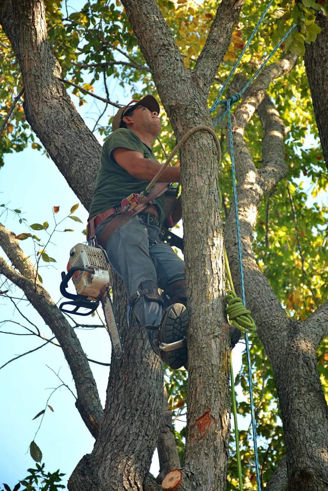 Climber in a cap and harness roped into a tall tree with a chainsaw hanging from his belt, tree trimming in Wichita
